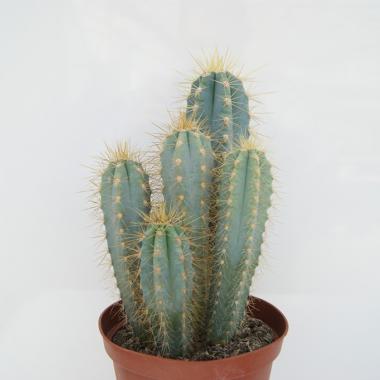 Pilosocereus azureocereus